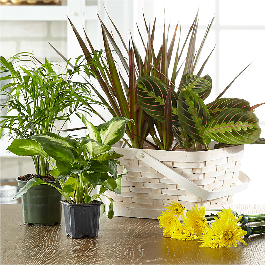 Florist Designed Blooming and Green Plants in a Basket – All Season Floral Llc, Saranac Lake NY