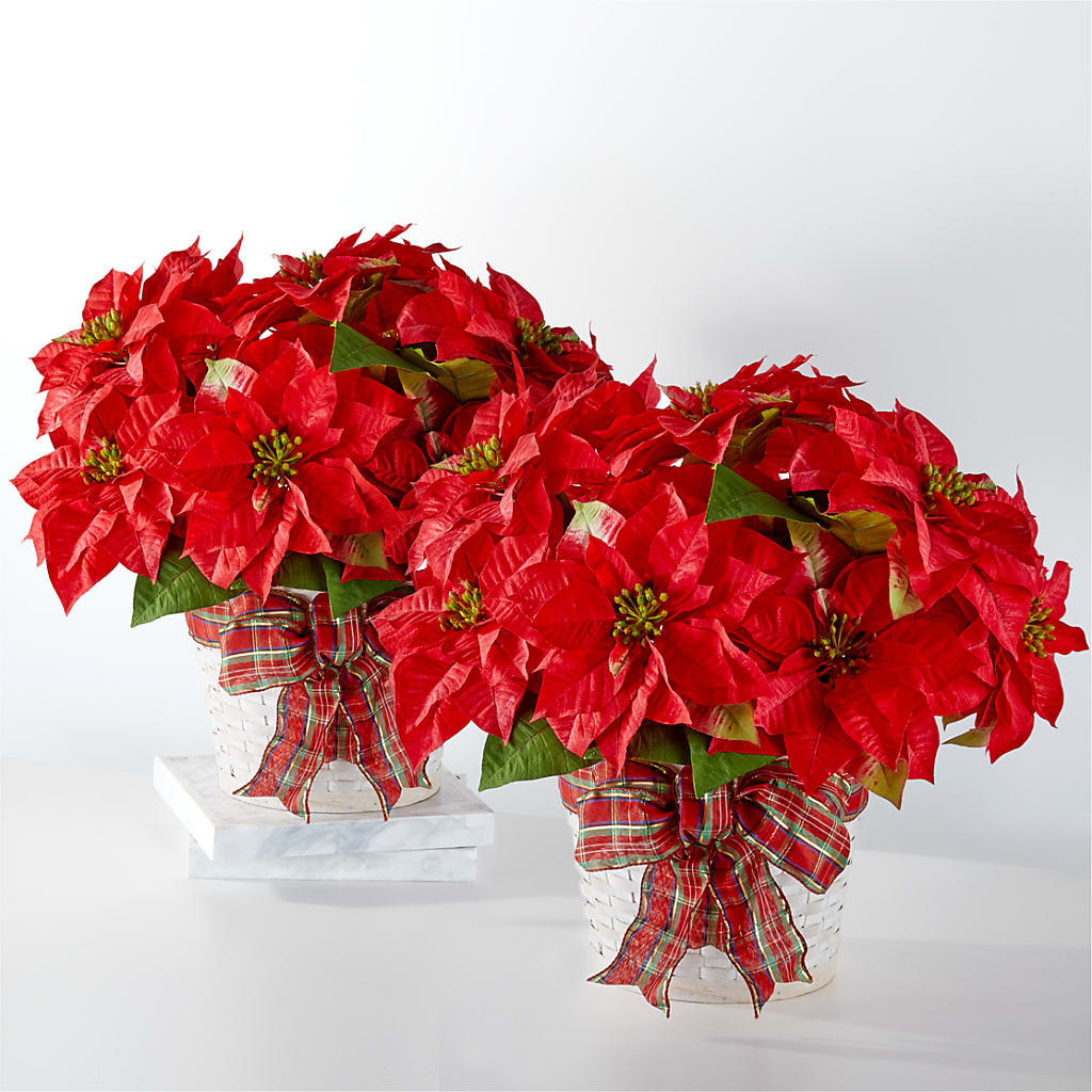 Happiest Holidays Poinsettia Bundle – All Season Floral Llc, Saranac Lake NY