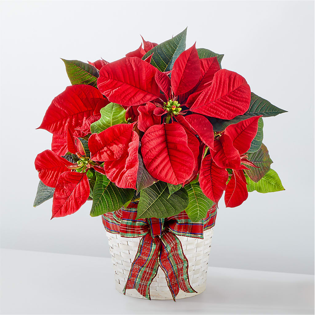 Happiest Holidays Poinsettia – All Season Floral Llc, Saranac Lake NY