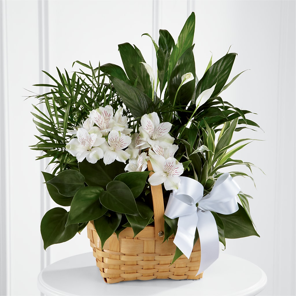 Peace & Serenity Dishgarden – All Season Floral Llc, Saranac Lake NY
