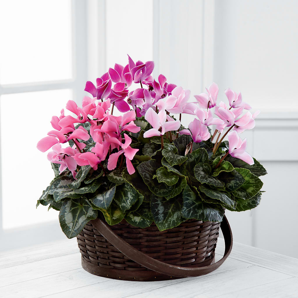 Mixed Cyclamen Planter – All Season Floral Llc, Saranac Lake NY