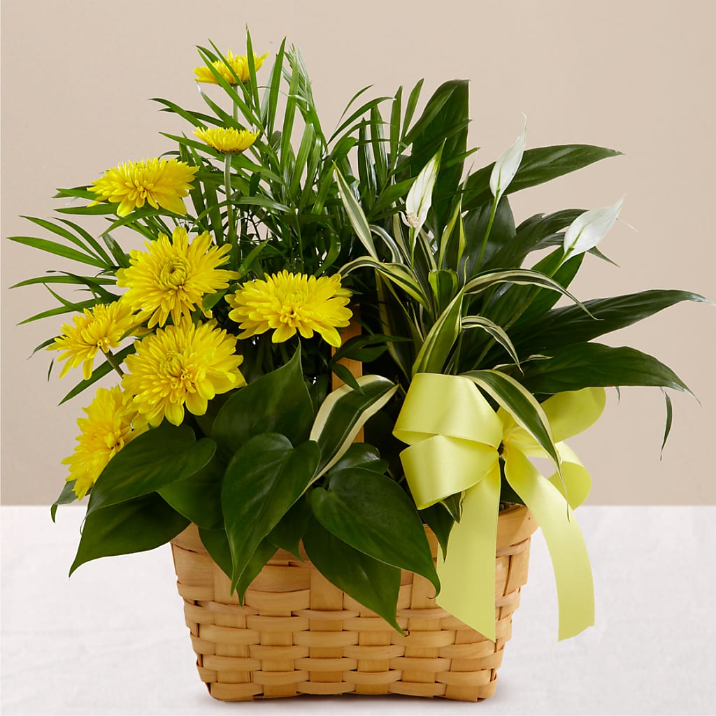 Loving Light Dishgarden – All Season Floral Llc, Saranac Lake NY