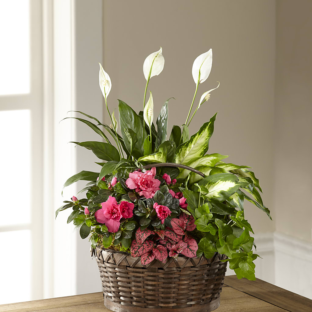 Dream in Pink Dishgarden – All Season Floral Llc, Saranac Lake NY