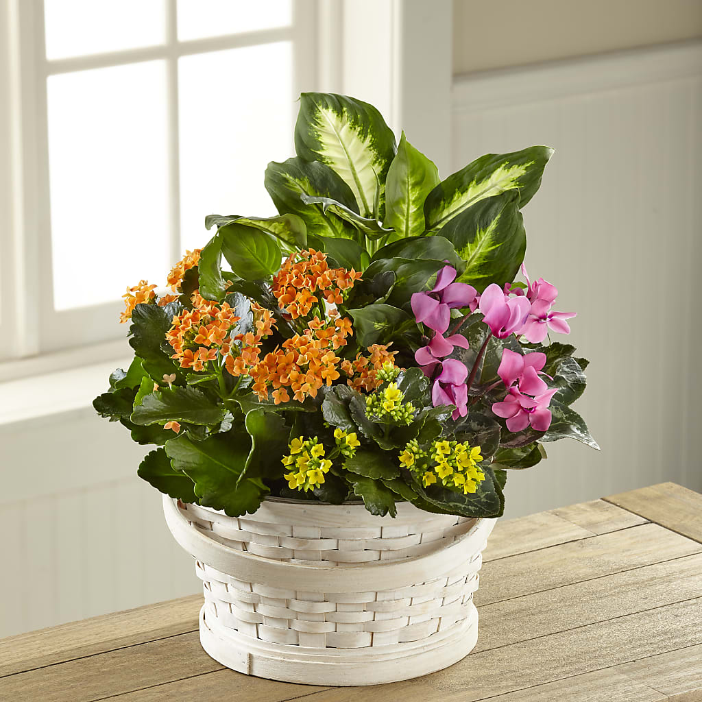 Color Crush Dishgarden – All Season Floral Llc, Saranac Lake NY