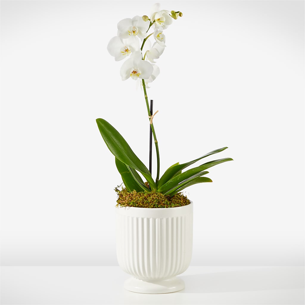 Whispering White Orchid – All Season Floral Llc, Saranac Lake NY