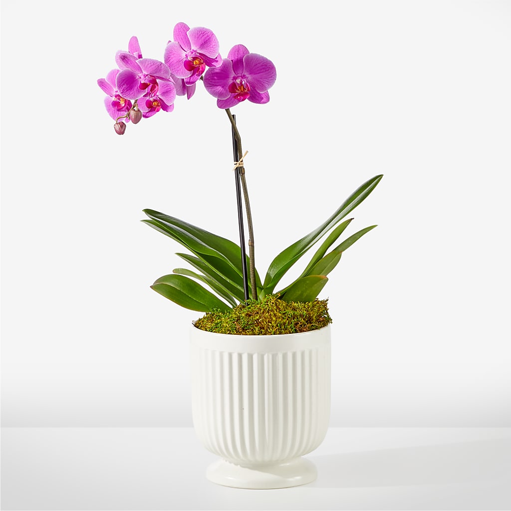 Friendly Fuchsia Orchid – All Season Floral Llc, Saranac Lake NY