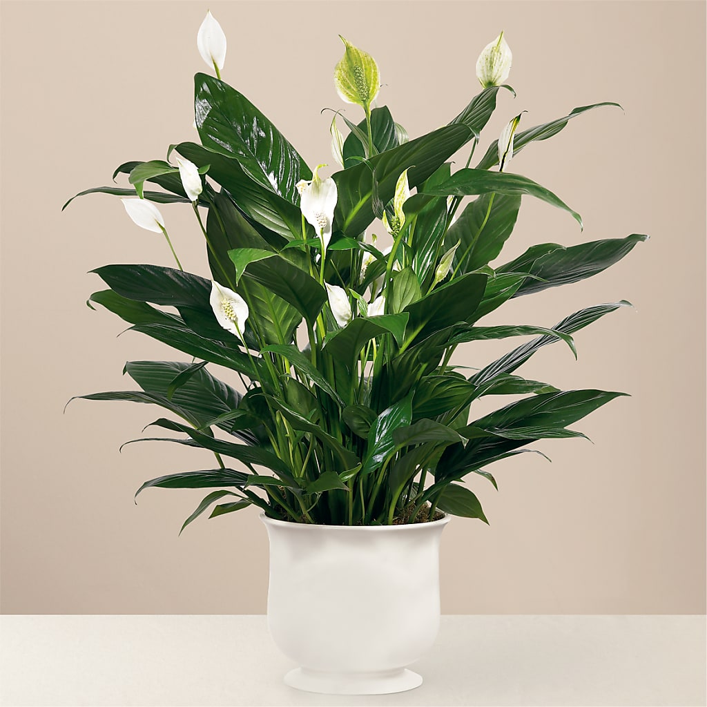 Comfort Planter – All Season Floral Llc, Saranac Lake NY