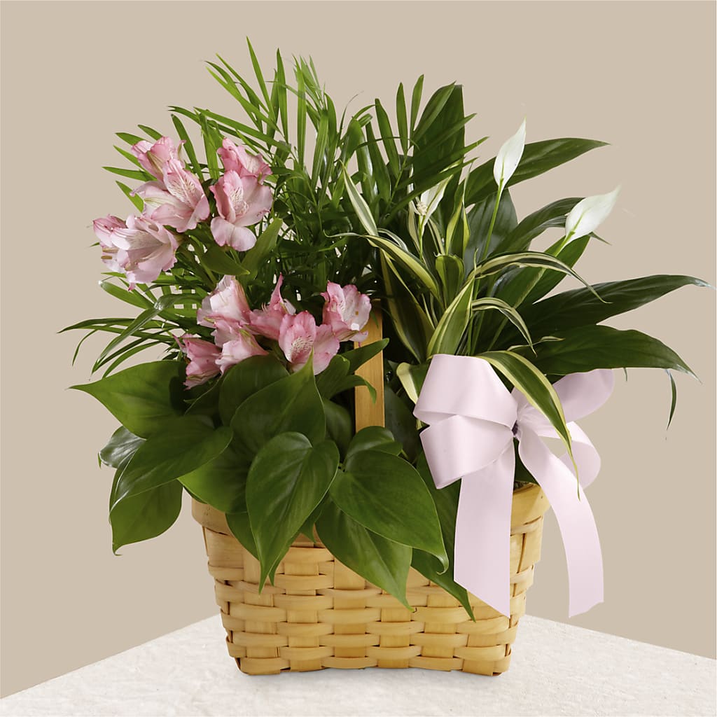 Living Spirit Dishgarden – All Season Floral Llc, Saranac Lake NY