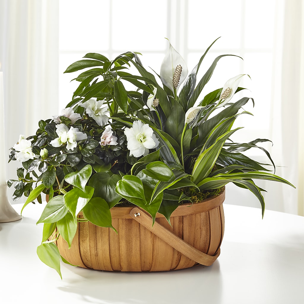 Serene Dishgarden – All Season Floral Llc, Saranac Lake NY