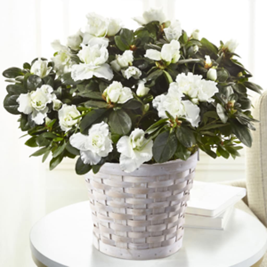 White Azalea Plant – All Season Floral Llc, Saranac Lake NY