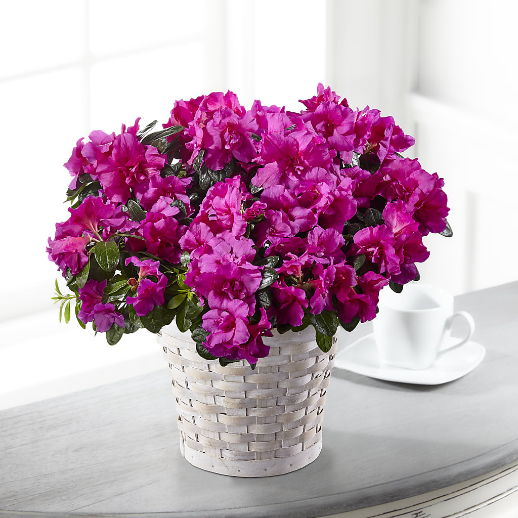 Hope & Serenity Azalea Plant – All Season Floral Llc, Saranac Lake NY