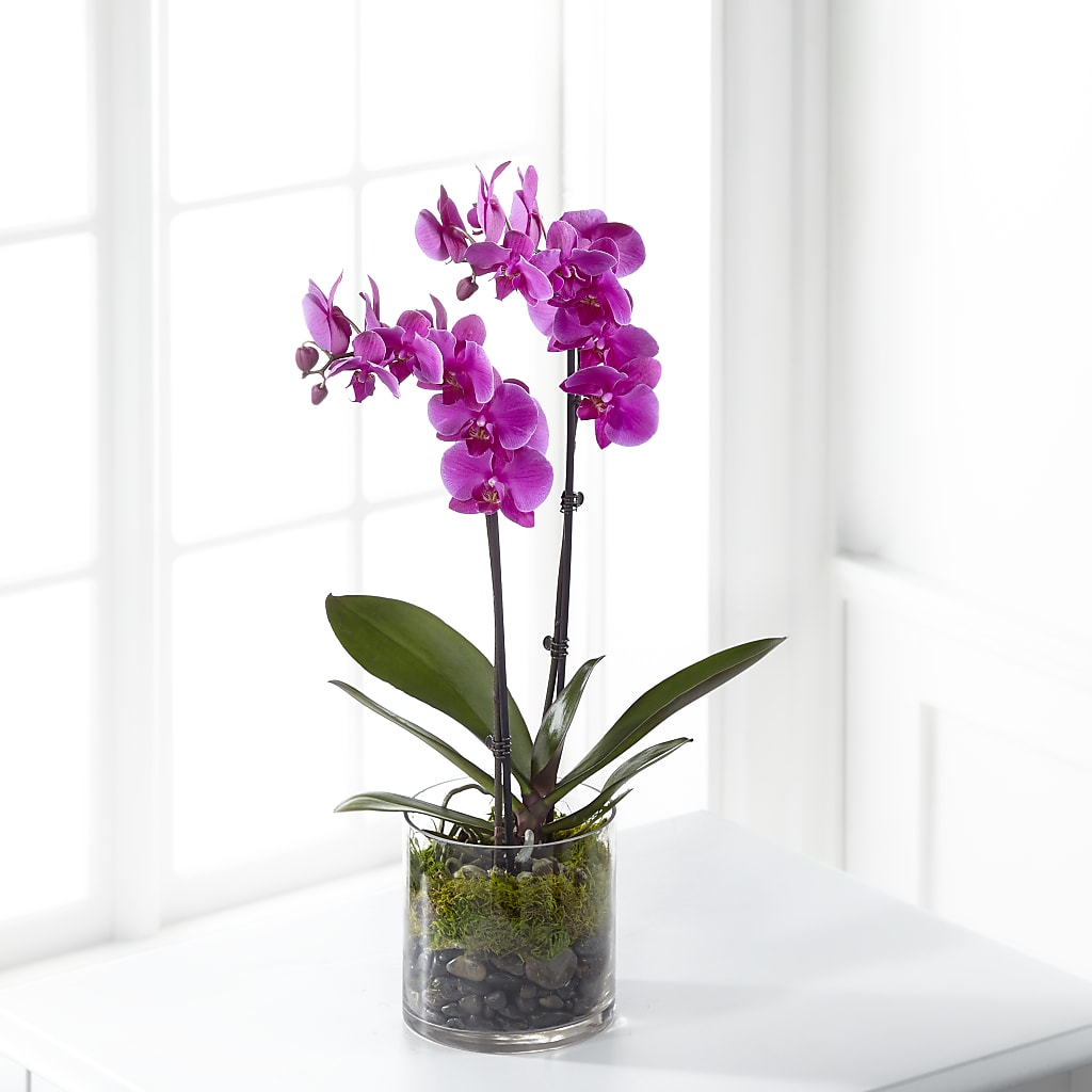 Pink Orchid Plant – All Season Floral Llc, Saranac Lake NY