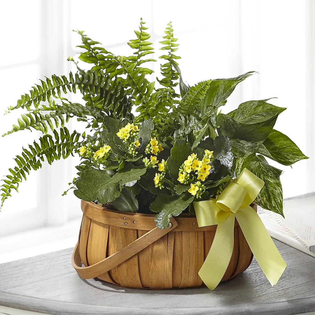 Always Dear Dishgarden – All Season Floral Llc, Saranac Lake NY