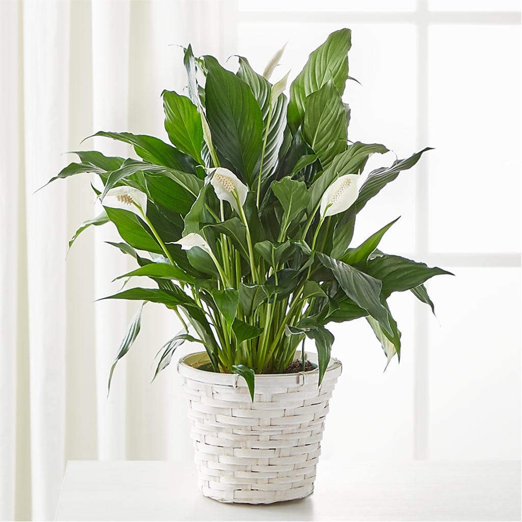 A New Leaf Peace Lily – All Season Floral Llc, Saranac Lake NY