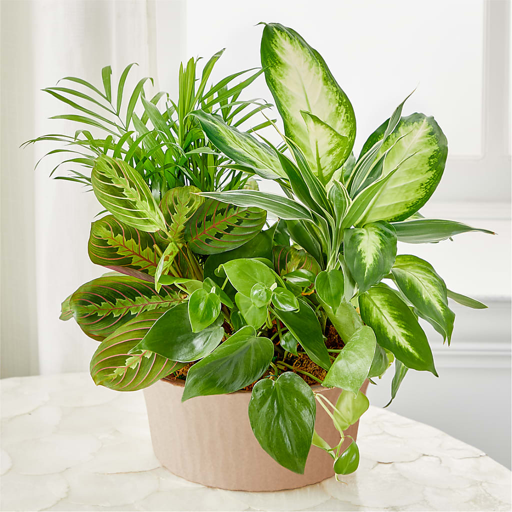 Balance & Harmony Dishgarden – All Season Floral Llc, Saranac Lake NY