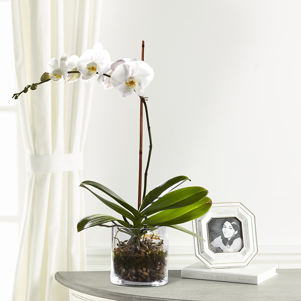 White Orchid Planter – All Season Floral Llc, Saranac Lake NY