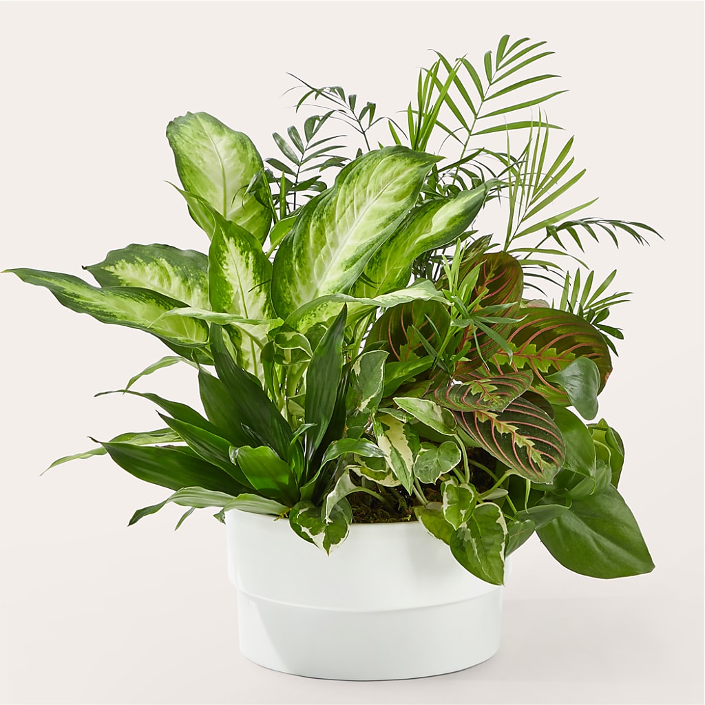 Radiating Positivity Dishgarden – All Season Floral Llc, Saranac Lake NY