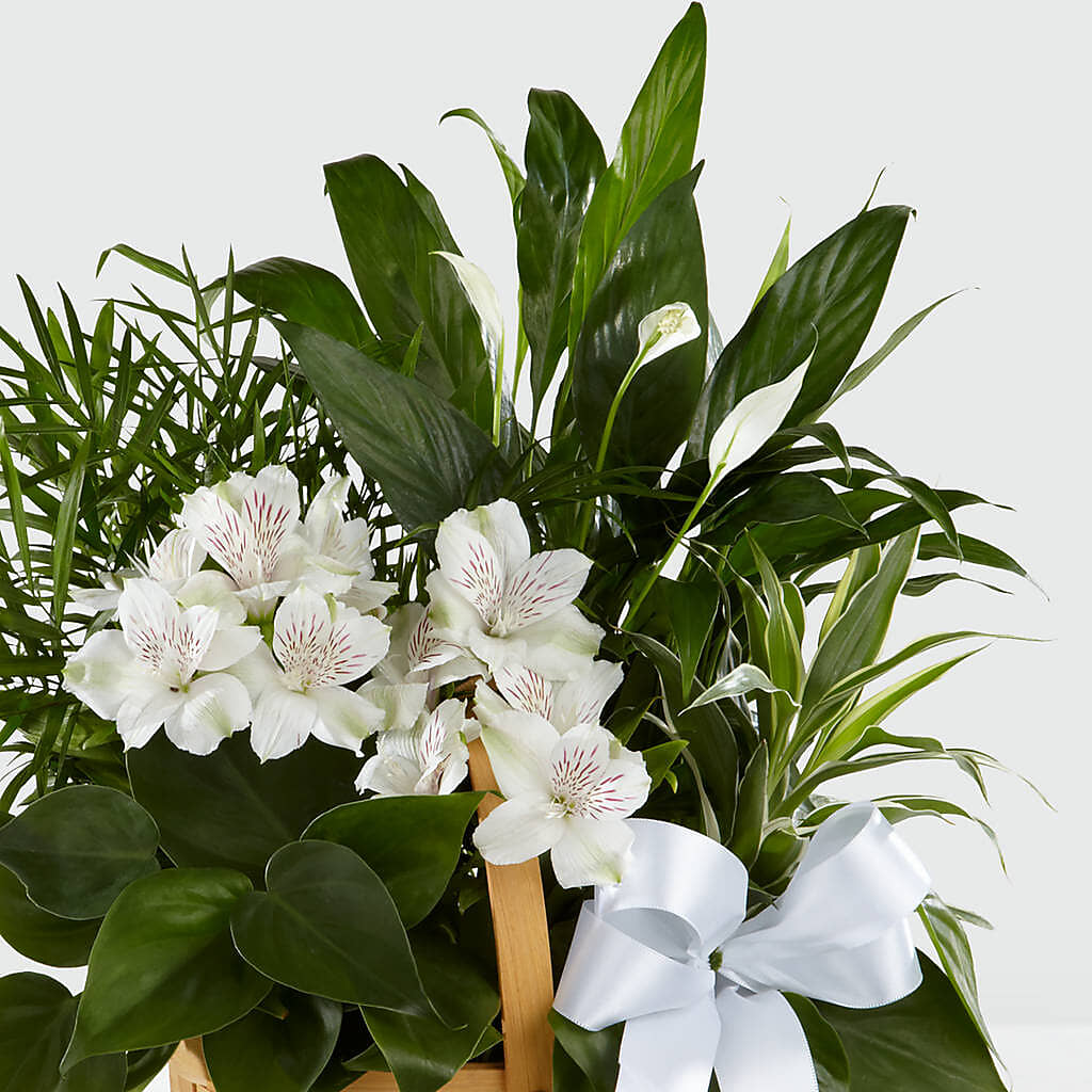 Peace & Serenity Dishgarden –  All Season Floral Llc, Saranac Lake NY