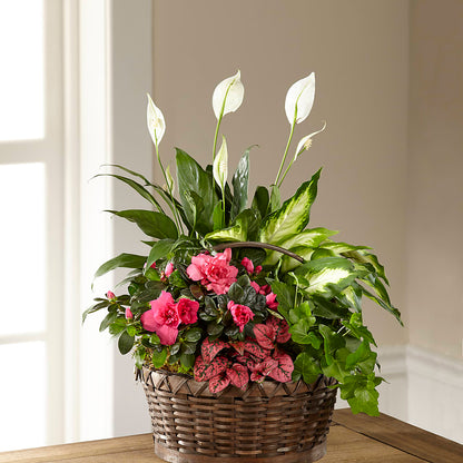 Dream in Pink Dishgarden –  All Season Floral Llc, Saranac Lake NY