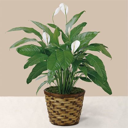 Tranquil Moments Peace Lily Plant –  All Season Floral Llc, Saranac Lake NY