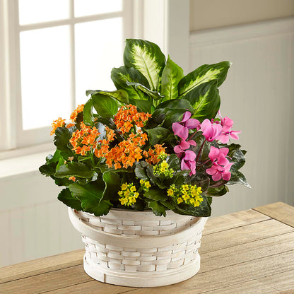 Color Crush Dishgarden –  All Season Floral Llc, Saranac Lake NY
