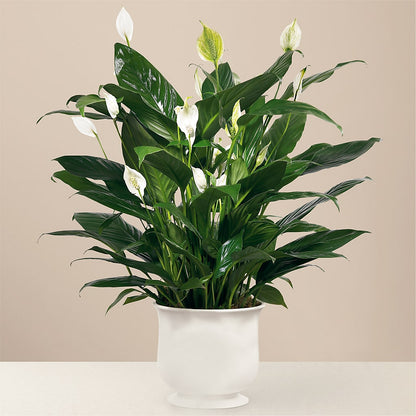 Comfort Planter –  All Season Floral Llc, Saranac Lake NY