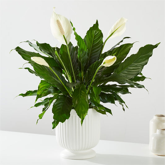 Comfort Planter –  All Season Floral Llc, Saranac Lake NY