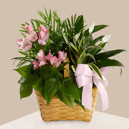 Living Spirit Dishgarden –  All Season Floral Llc, Saranac Lake NY