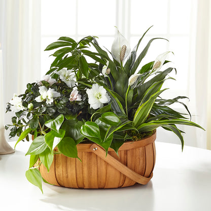 Serene Dishgarden –  All Season Floral Llc, Saranac Lake NY