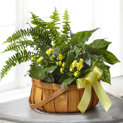 Always Dear Dishgarden –  All Season Floral Llc, Saranac Lake NY