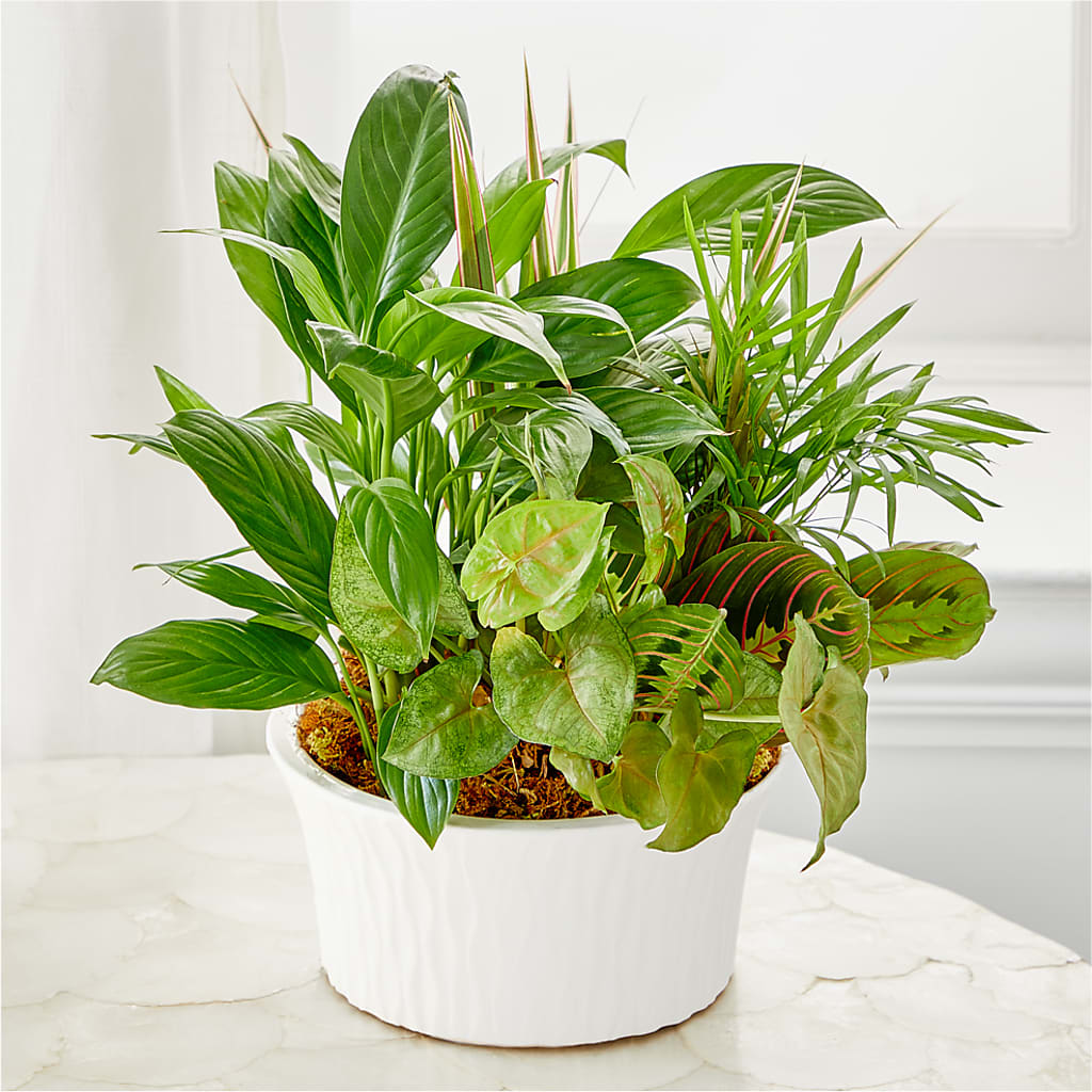 Balance & Harmony Dishgarden –  All Season Floral Llc, Saranac Lake NY