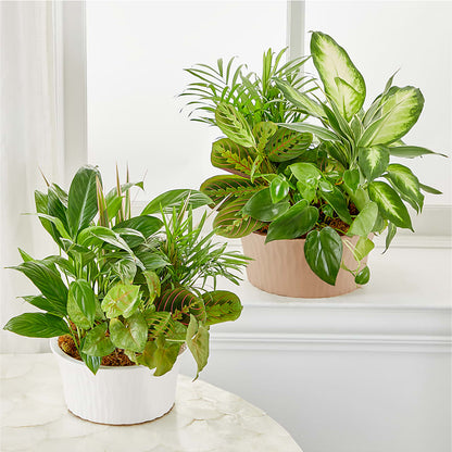 Balance & Harmony Dishgarden –  All Season Floral Llc, Saranac Lake NY