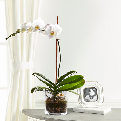 White Orchid Planter –  All Season Floral Llc, Saranac Lake NY