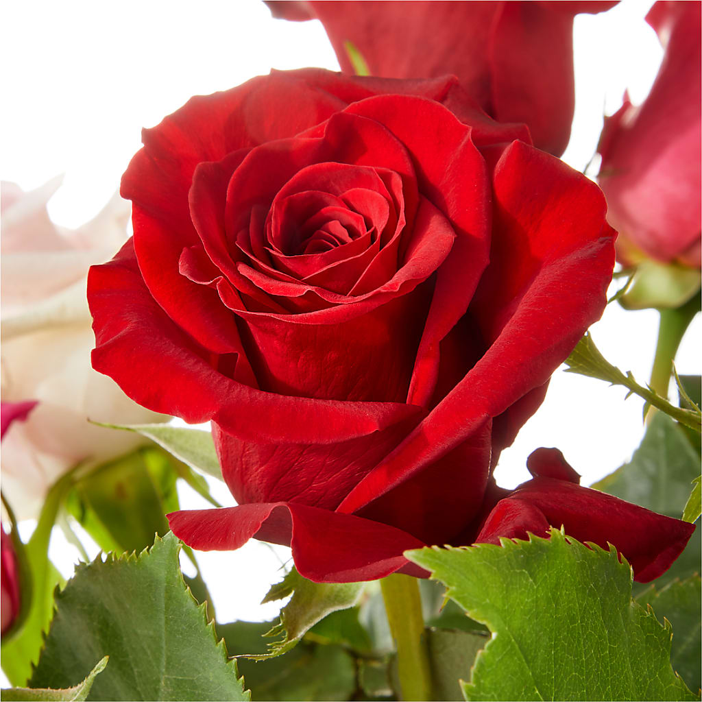 Love Notes Rose Bouquet –  All Season Floral Llc, Saranac Lake NY